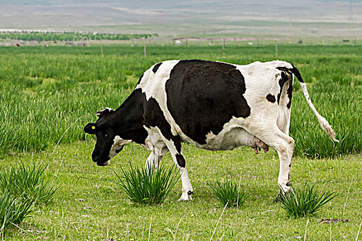 xs30 ngay