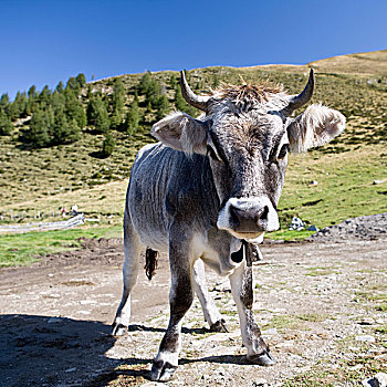 bachthu lo kep
