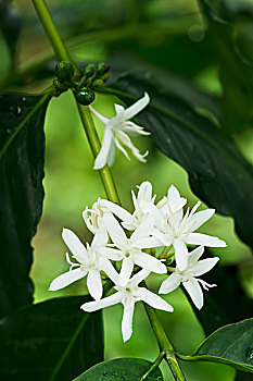 bach thu de ngay mai
