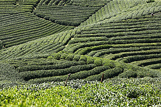 dự đoán xổ số trà vinh